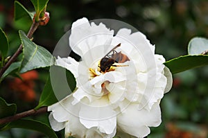 Camellia japonica Ã§â¢Â½Ã¥Â±Â±Ã¨ÅÂ¶Ã¨Å Â±
